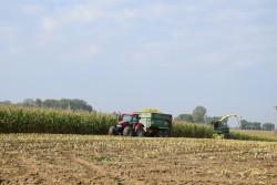 Zbir kukurydzy